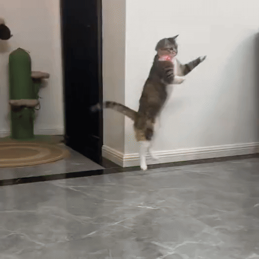 Lazerli Kedi Tasması