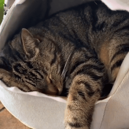 Köpek Balığı Kedi Yatağı
